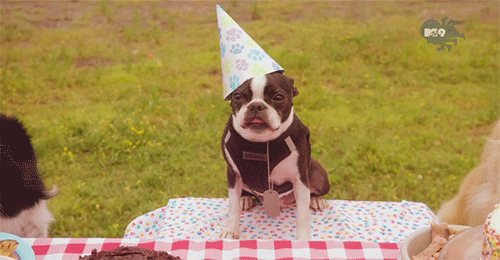 5 Fun Facts About the &quot;It�s My Dog�s Birthday&quot; Video