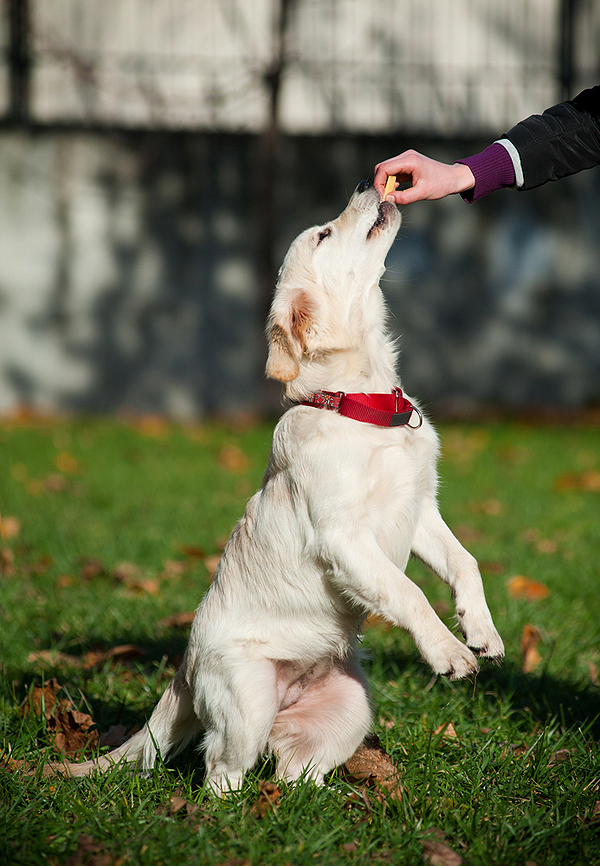 breeders dog responsible guide finding dogs beginner