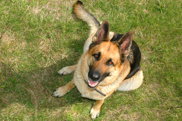 german shepherd dog breeds