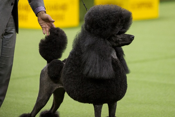 standard poodle size