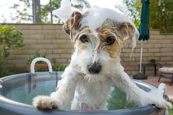 easy dog bath