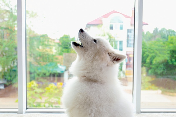 Why Do Dogs Howl? 5 Reasons