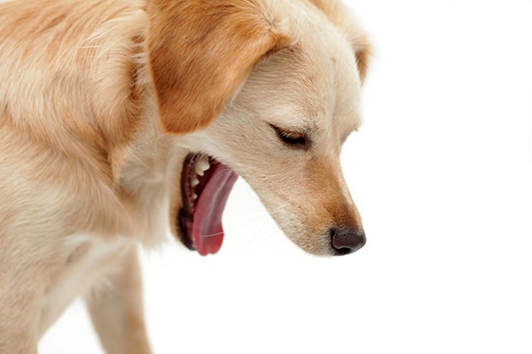 vomiting of dogs yellow bile