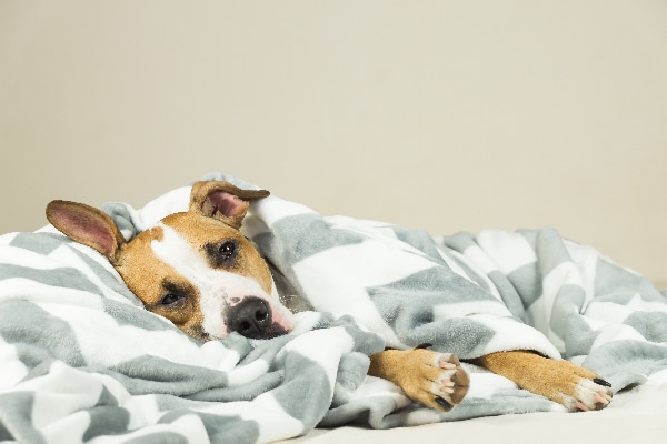 will benadryl help a dog sleep