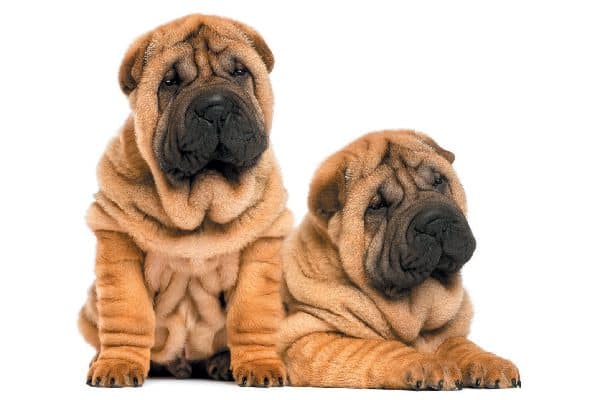 dogs that have a lot of wrinkles