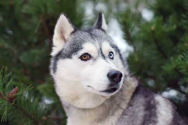 white husky with green eyes