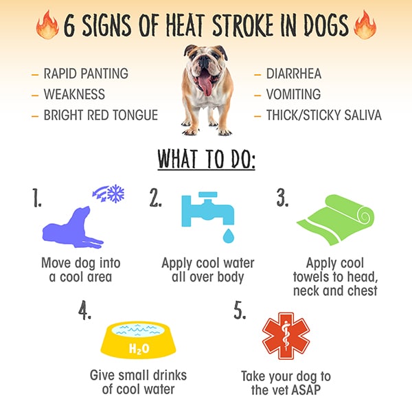 dog heat cycle symptoms