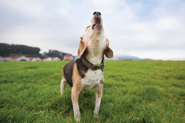 beagle type dogs