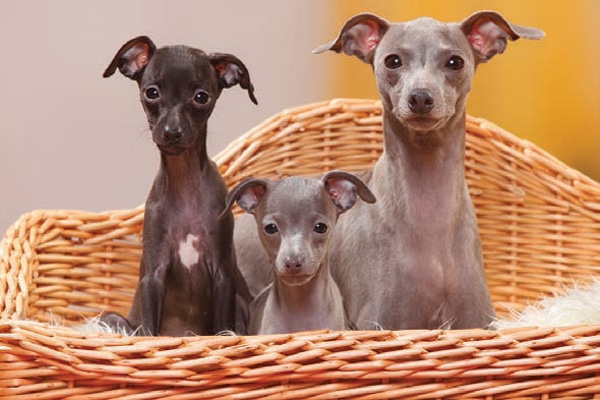 small greyhound breed