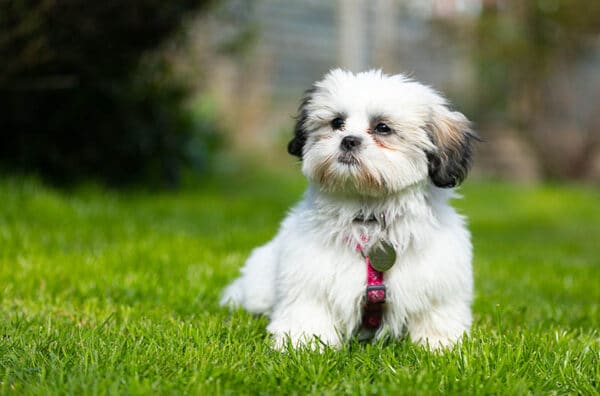 What's It Called? 5 Commonly Misspelled Dog Breeds – Dogster
