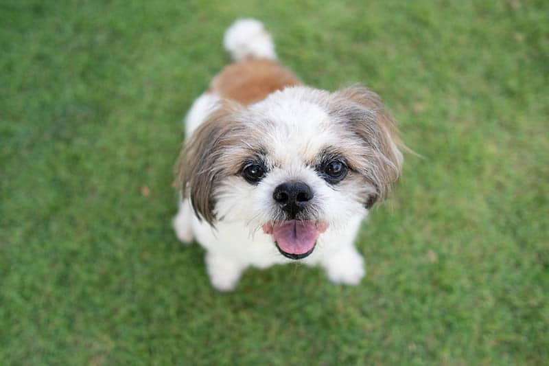 Shih Tzu: Dog Breed Info, Pictures, Care, Traits & More – Dogster