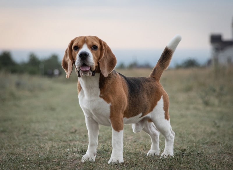 Beagle Dog Breed: Info, Pictures, Facts, Traits & More – Dogster