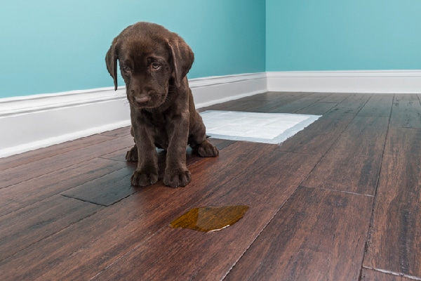 Potty Training Dogs — 9 Tips for Success