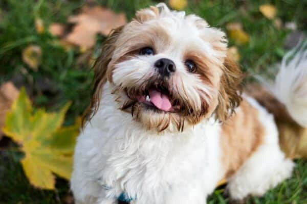 12 Interesting Facts About the Shih Tzu – Dogster