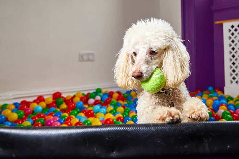 https://www.dogster.com/wp-content/uploads/2013/09/miniature-dog-poodle-in-a-colorful-ball-pool_Darren-William-Hall_Shutterstock.jpg