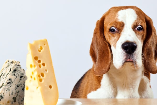is it ok to give dogs cheese