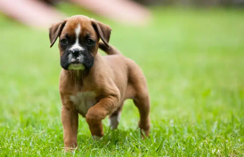 Boxer Dog Breed Info, Pictures, Traits, & Temperament – Dogster