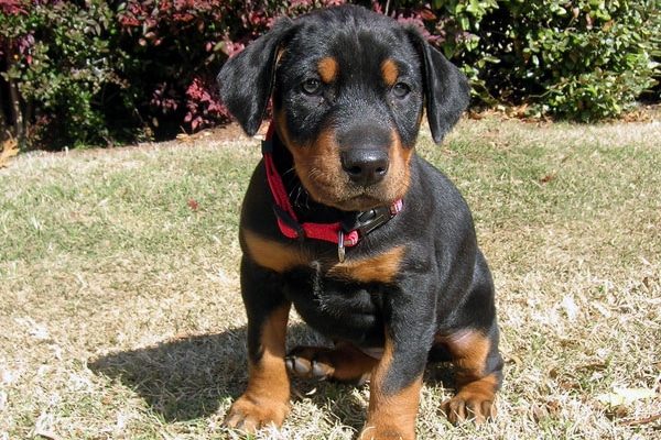 Come See the Cutest Photos of Doberman Puppies