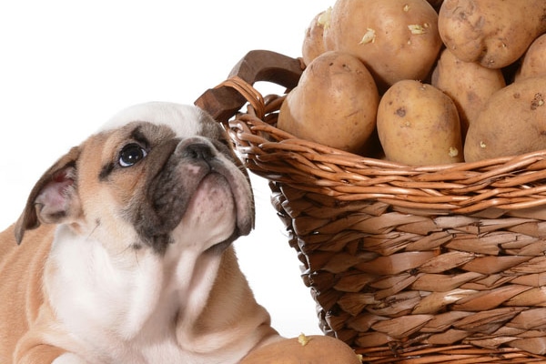 dogs eat sweet potato