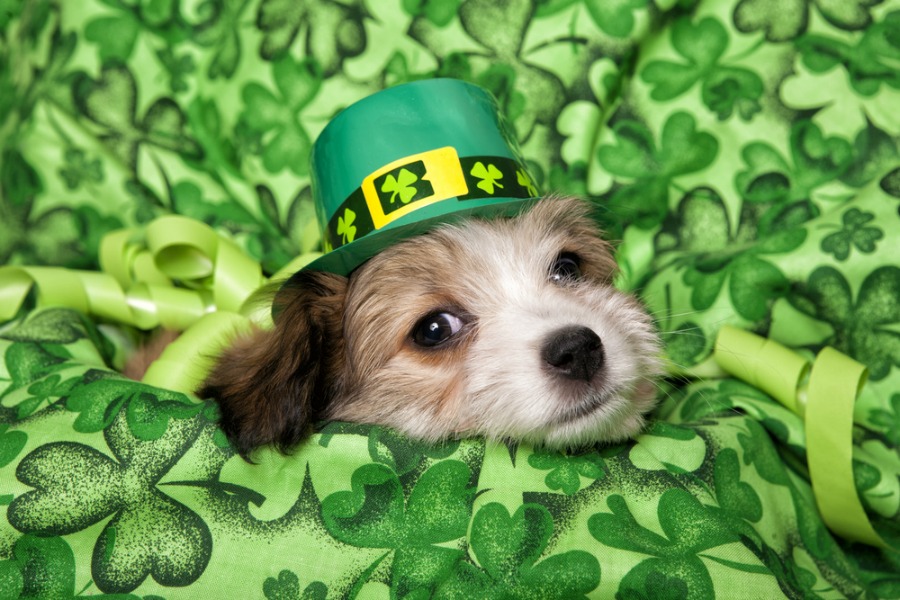The Top 10 St Patrick s Day Dog Names Dogster