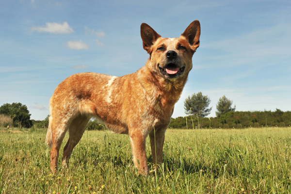 dingo dog breed