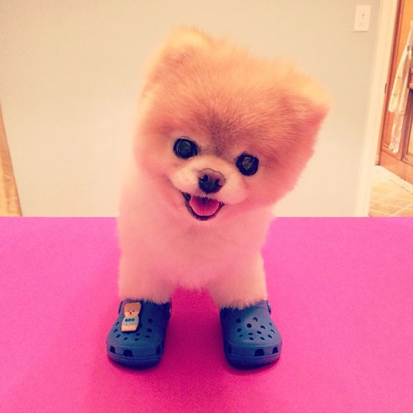 pictures of boo the pomeranian