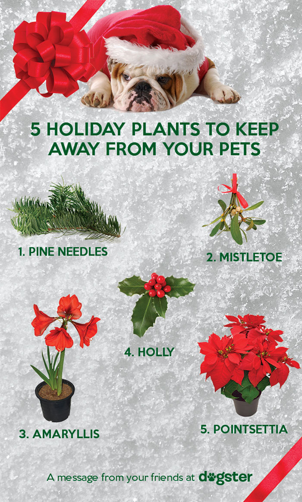 is christmas tree poisonous to dogs