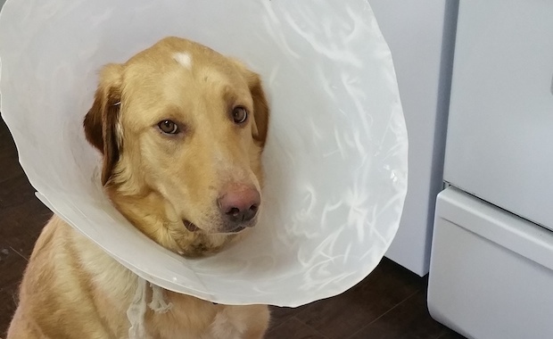 Alternative to Cone For Dog: 7 Safe Options - Fidose of Reality