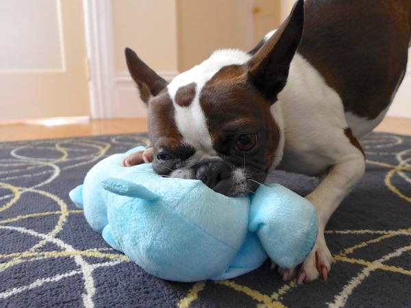 Dog Toy Reviews - Dog Toys Tested by Boston Terriers - Canie
