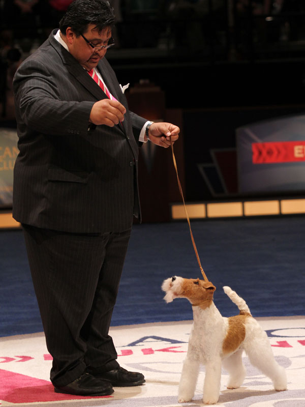 Here's Who Won the AKC/Eukanuba National Championship Dog Show Dogster