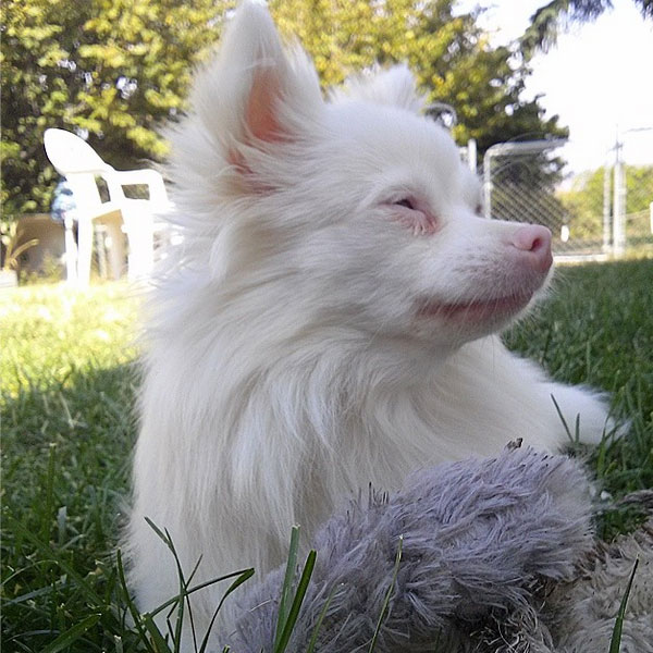 albino mastiff