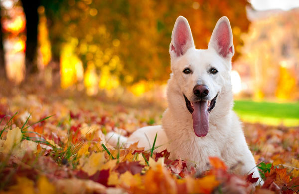 Do Your Dogs Sense When Fall Arrives? – Dogster