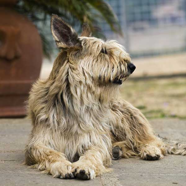 large scruffy dog breeds