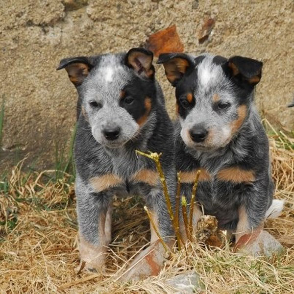 american blue heeler puppies