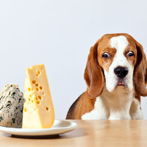 https://www.dogster.com/wp-content/uploads/2015/05/can-dogs-eat-cheese.jpg