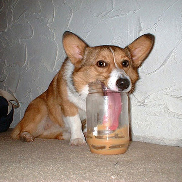 what peanut butter can dogs eat