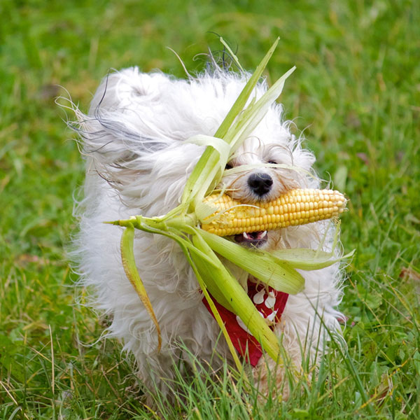 dogs eat corn