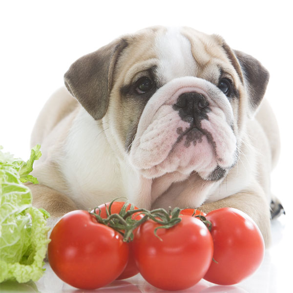 39 Vegetables and Fruits Dogs Can Eat and Can't Eat
