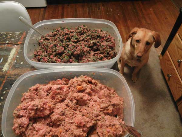 5 Things to Consider Before Switching to Homemade Dog Food – Dogster