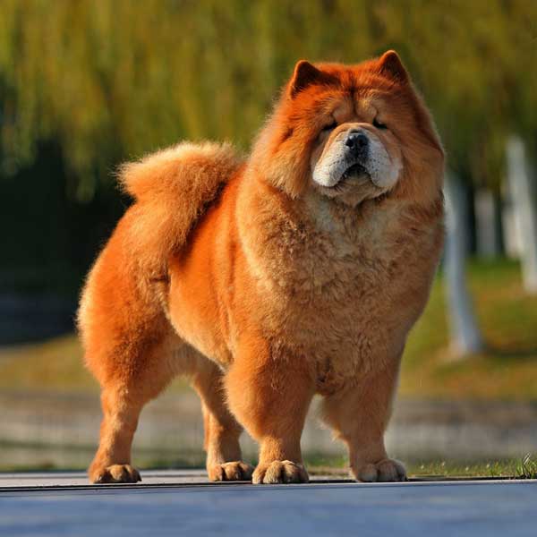 chinese chow chow