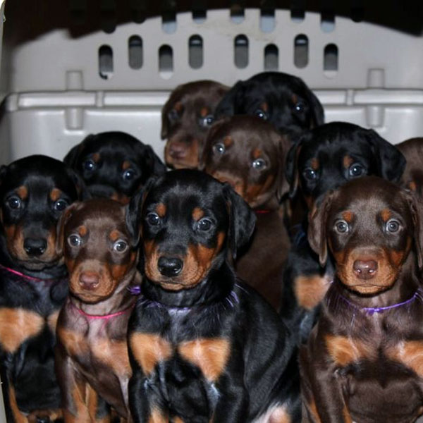 Doberman Puppies: 10 of the Cutest Photos – Dogster
