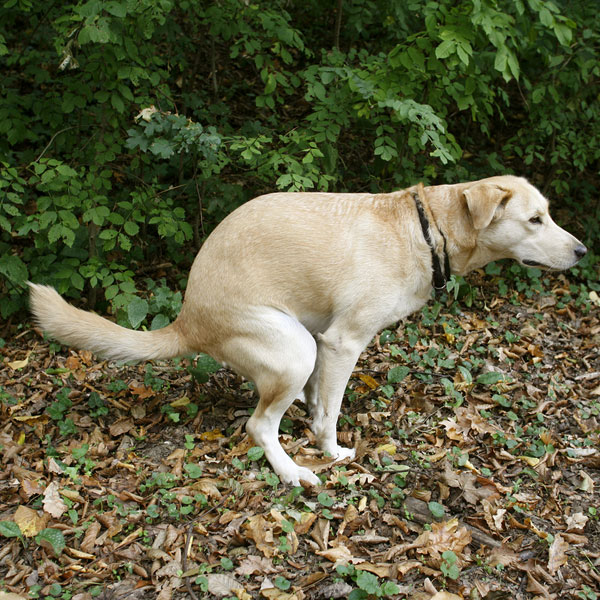 signs of severe constipation in dogs