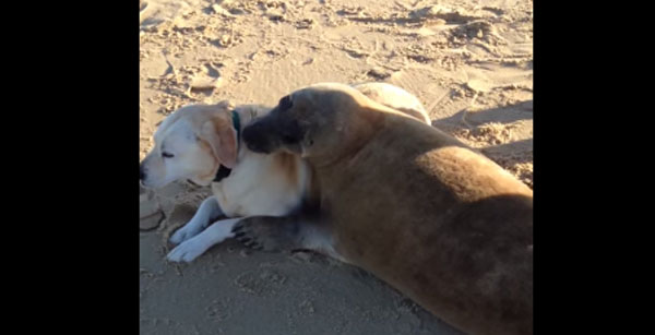 Watch This Seal Hug This Dog in France
