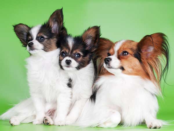 THE PAPILLON FULLY TRAINED SMALL DOG BREED 