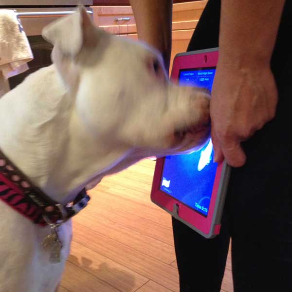 https://www.dogster.com/wp-content/uploads/2015/05/pixie-bulldog-licks-ipad.jpg