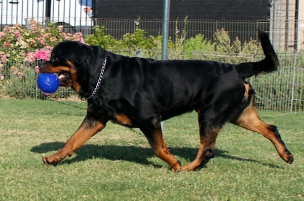 tailed rottweiler