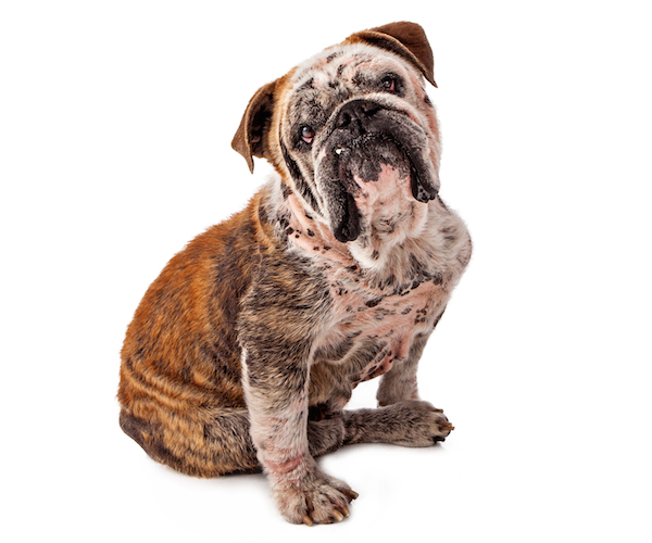 Ask a Vet: What Causes Puppy Mange and How Can It Be Treated?
