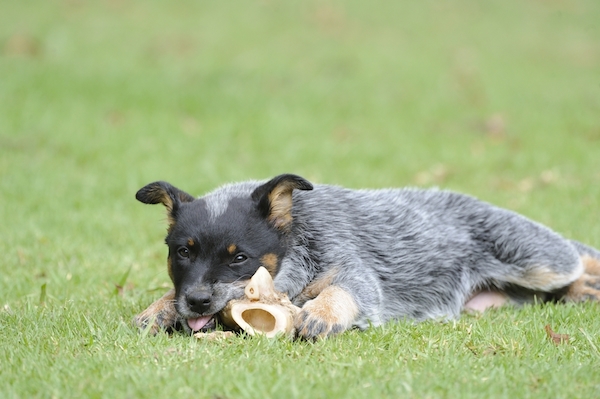Photos of Blue Heeler Puppies