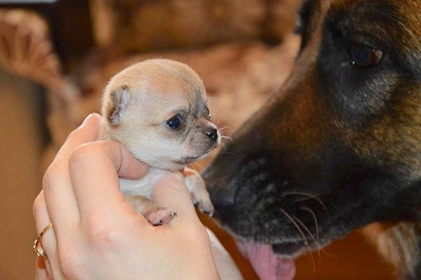tiniest puppy in the world