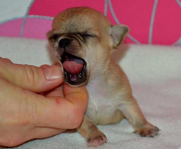 smallest chihuahua in the world